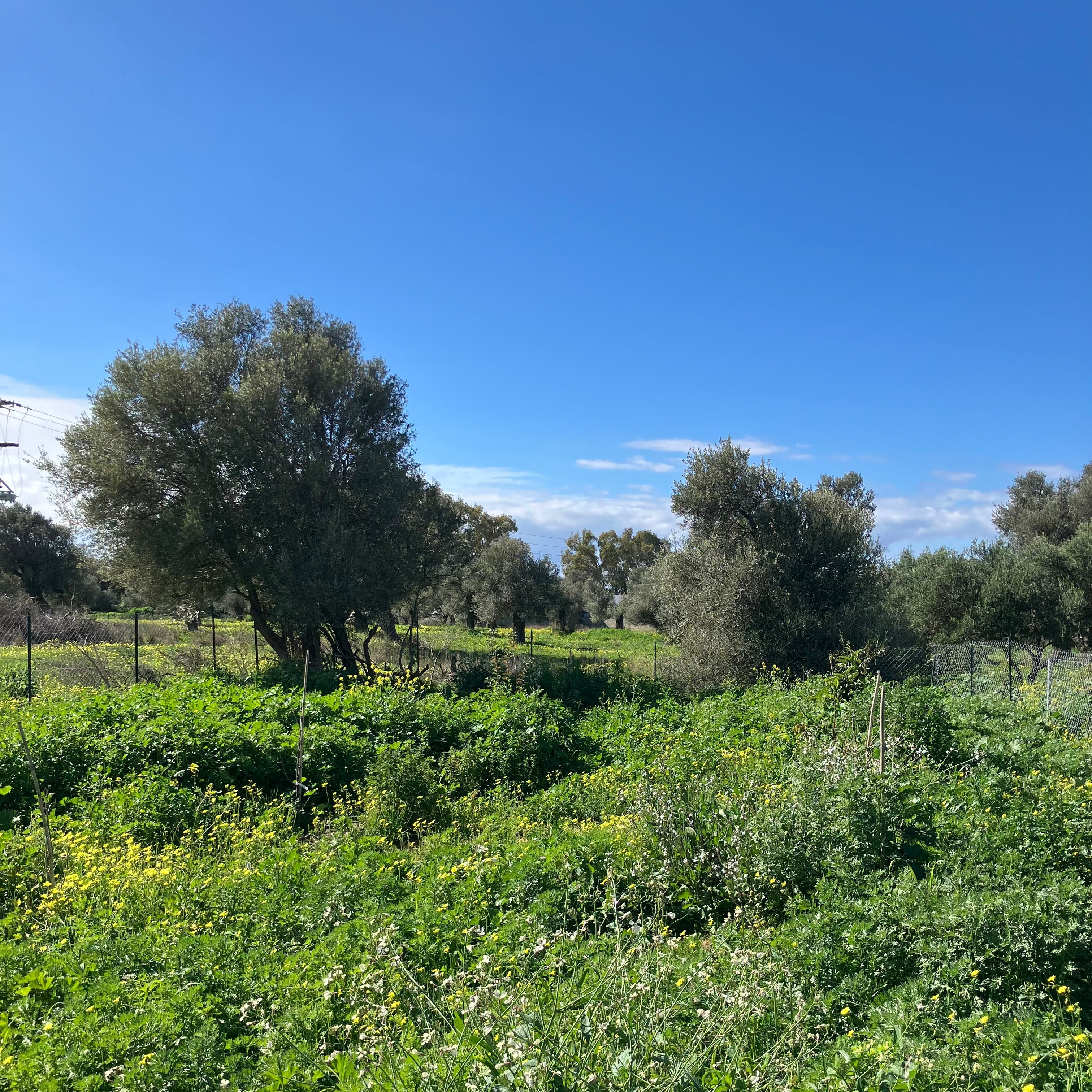 What Is Cold Pressed Olive Oil?