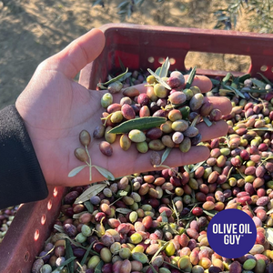 Hand holding a handful of olives with a background of more olives and a cart, featuring 'Olive Oil Guy' branding.