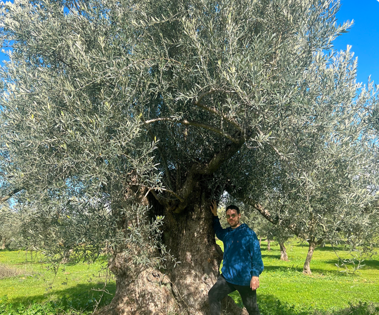 Mazen Assaf next to an ancient olive tree