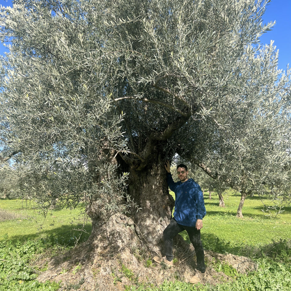 How To Become An Olive Oil Sommelier