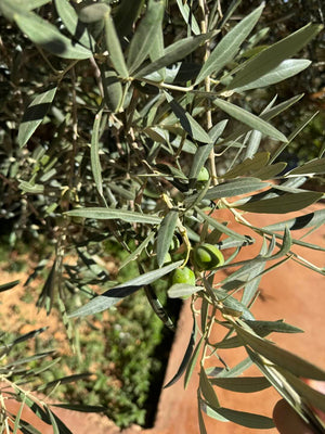 Olive Oil Guy Sommelier’s Selection Launching